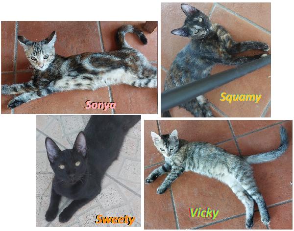 Sonya, Sweety, Squamy & Vicky Alla Riscossa!